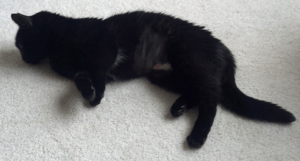 Olive Without Stitches