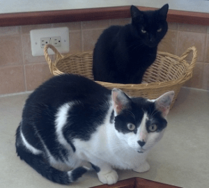 olive and pounce on the counter
