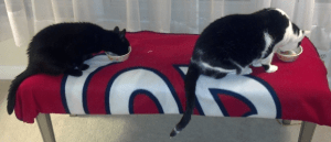 olive and pounce sleeping on bench