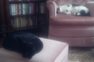 olive and pounce sleeping