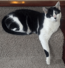 pounce with overflow on stairs