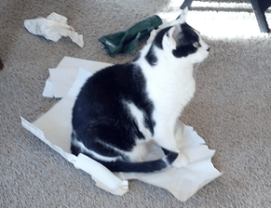Pounce on Paper 1
